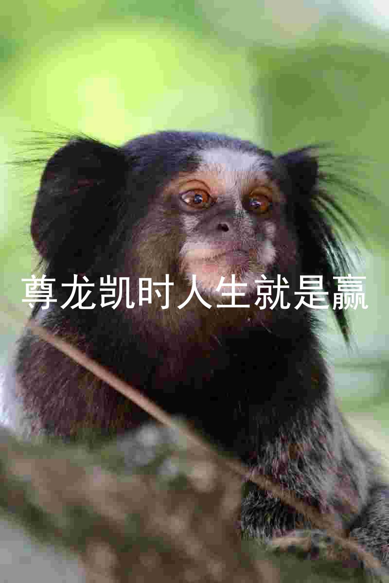 尊龙凯时人生就是赢