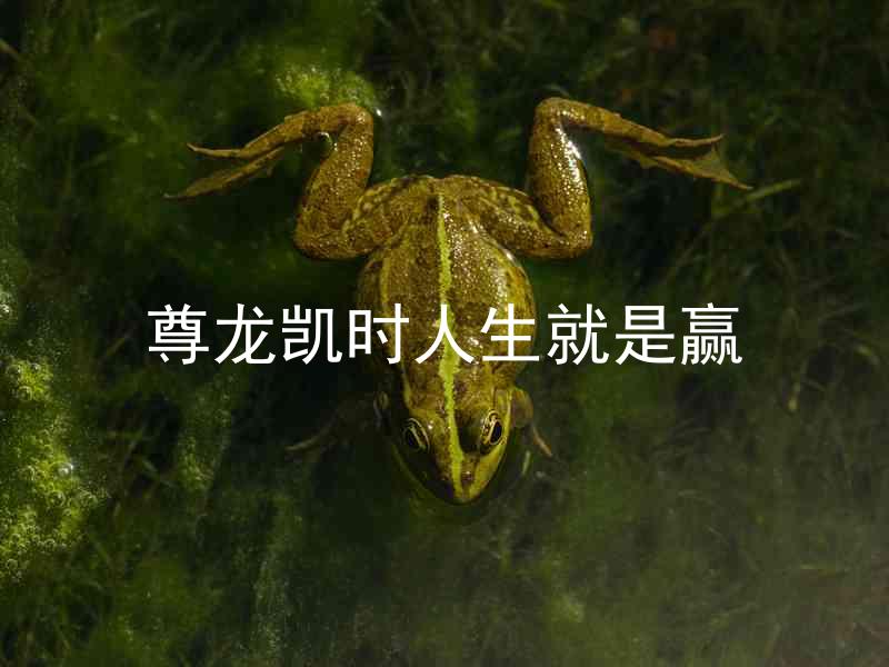 尊龙凯时人生就是赢
